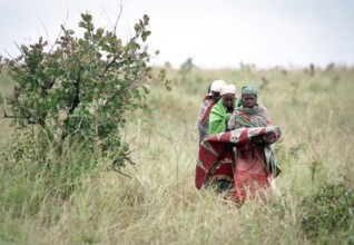 TZA Tanzania scene in the Benaco Camp refugee camp, to which up to 500, 000 Rwandan Tutsis fled the