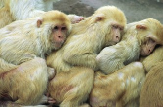 DEU, Frankfurt, 12.11.1995 -- Cloak baboons cuddle in Frankfurt Zoo. (animal park, monkey, row) --