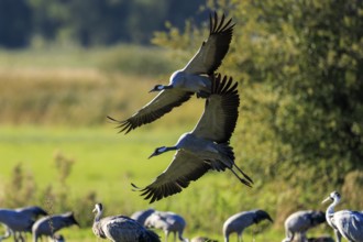 Two cranes fly over a meadow surrounded by peaceful countryside, Crane (Grus grus) wildlife,