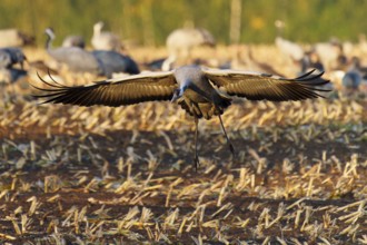 A crane lands with spread wings on a stubble field in autumn, crane (Grus grus) wildlife, Western