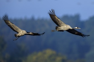 A pair of birds flying together through the sky over a wooded landscape, Crane (Grus grus)