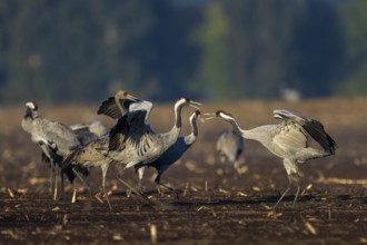Two cranes interact in a field in a dancing pose, crane (Grus grus) wildlife, Western Pomerania