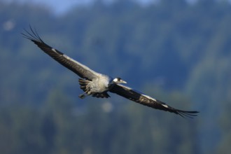A single bird flies with wings spread over a wooded view, Crane (Grus grus) wildlife, Western