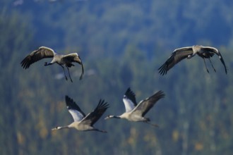 Four birds fly dynamically in the sky over a wooded landscape, Crane (Grus grus) wildlife, Western