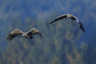 Two birds flying over a wooded landscape, crane (Grus grus) wildlife, Western Pomerania Lagoon Area