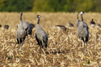 Three cranes stand on a harvested field in a natural setting, Crane (Grus grus) wildlife, Western