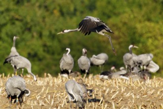Birds with spread wings over a field surrounded by nature, crane (Grus grus) wildlife, Western