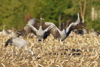 Cranes in a field, two presenting their wings in unison, crane (Grus grus) wildlife, Western