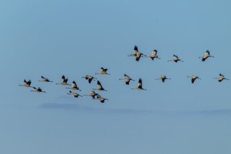 A group of birds flying in formation over a clear blue sky, crane (Grus grus) wildlife, Western