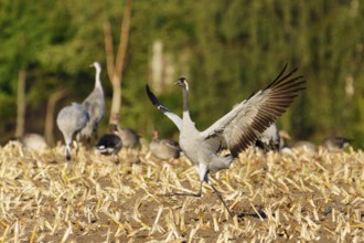 A crane runs across a field with wings spread out, Crane (Grus grus) wildlife, Western Pomerania