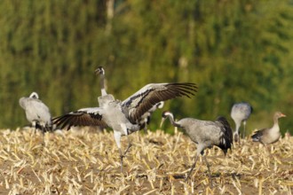 Crane lands with outstretched wings in a mowed field, crane (Grus grus) wildlife, Western Pomerania