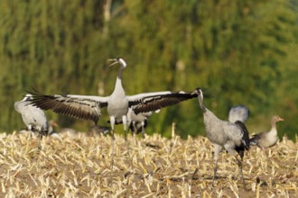 A crane in a field showing its wide-stretched wings, Crane (Grus grus) wildlife, Western Pomerania