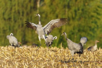 A crane jumps into the air with outstretched wings in a field, Crane (Grus grus) wildlife, Western