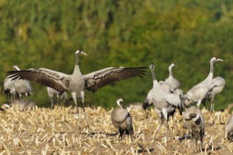 A group of cranes in a field, one demonstratively raising wings, crane (Grus grus) wildlife,
