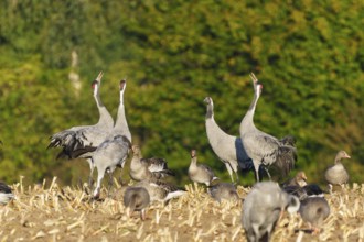 Cranes and geese in a field, cranes calling with their heads raised, crane (Grus grus) wildlife,