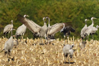 Cranes in a field, one majestically spreading its wings, Crane (Grus grus) wildlife, Western