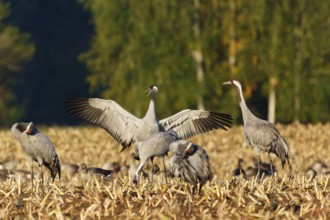 Cranes in dynamic pose on a golden field in sunlight, crane (Grus grus) wildlife, Western Pomerania