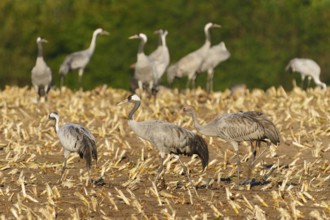 Several cranes run across a harvested field with green background, crane (Grus grus) wildlife,