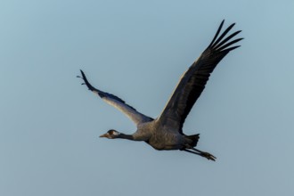 A crane flies across a clear sky and elegantly spreads its wings, Crane (Grus grus) wildlife,
