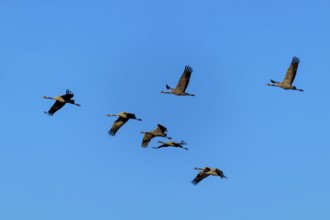 Cranes flying in formation in the blue sky, crane (Grus grus) wildlife, Western Pomerania Lagoon