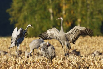 Cranes flapping their wings in a sunny field, crane (Grus grus) wildlife, Western Pomerania Lagoon