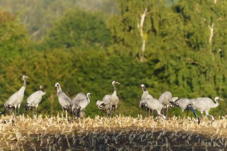 Flock of cranes on a harvested field in front of green, crane (Grus grus) wildlife, Western