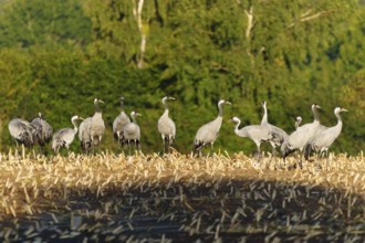 Group of cranes in a field with trees in the background, crane (Grus grus) wildlife, Western