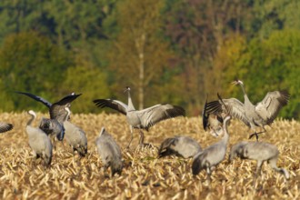 Cranes with spread wings in a field in an autumn landscape, crane (Grus grus) wildlife, Western