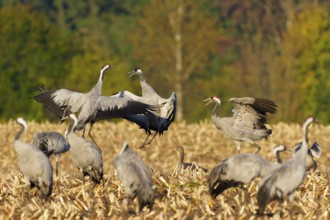 Dancing cranes in a field against an autumn forest backdrop, crane (Grus grus) wildlife, Western