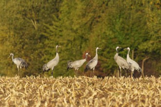 Crane group standing on a stubble field in front of a forest in autumn, crane (Grus grus) wildlife,