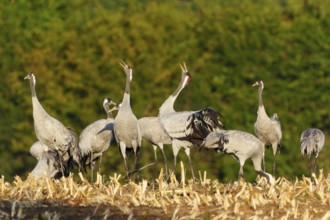 Group of cranes communicate with each other in a natural environment, crane (Grus grus) wildlife,