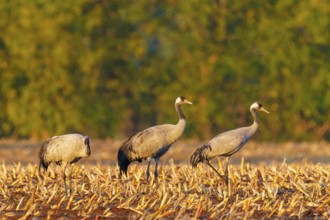 Three cranes stand quietly in an autumnal field, Crane (Grus grus) wildlife, Western Pomerania