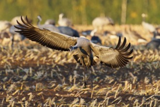 Crane spreads its wings to land in a field in the evening light, Crane (Grus grus) wildlife,