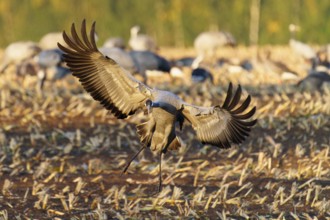 A crane sets off to land on a harvest field in the golden hour, Crane (Grus grus) wildlife, Western