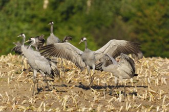 Cranes in a mowed field with spread wings in a natural environment, crane (Grus grus) wildlife,