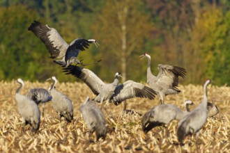 Cranes in dynamic pose in a field in front of an autumnal forest, crane (Grus grus) wildlife,