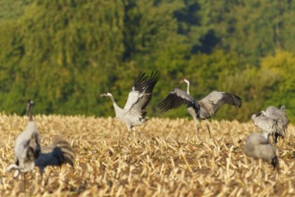 Cranes walk and fly over an autumnal field in a wooded area, Crane (Grus grus) wildlife, Western