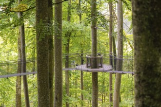 Round platform in the treetops, connected by a suspension rope path, Treewalk, Affenberg Salem,