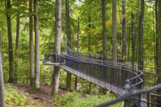 Hanging rope bridge in the forest surrounded by tall green trees, Treewalk, Affenberg Salem,