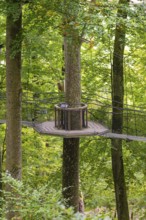 Wooden platform floating between tall trees in the forest, Treewalk, Affenberg Salem,