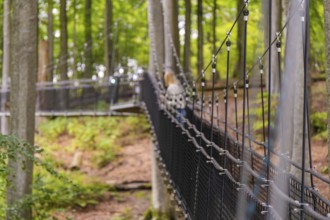 Long rope bridge leads through the dense forest in autumn, Treewalk, Affenberg Salem,