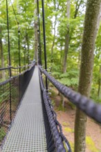 Narrow metal bridge leads through high forest with dense canopy, Treewalk, Affenberg Salem,