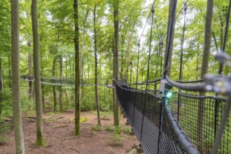 Hanging rope bridge between trees in the forest under bright, green canopy, Treewalk, Affenberg