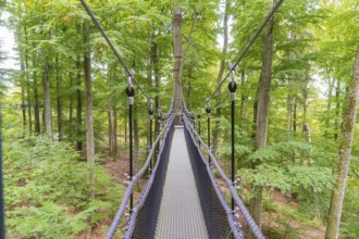 Long treetop trail in a dense forest, Treewalk, Affenberg Salem, Bodenseekreis, Germany