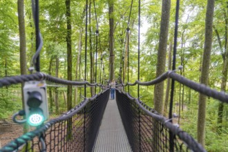 Narrow treetop path between trees in the forest, Treewalk, Affenberg Salem, Bodenseekreis, Germany