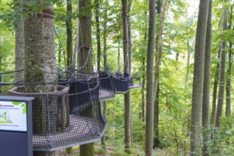 Wooden platforms between trees in the forest, Treewalk, Affenberg Salem, Bodenseekreis, Germany