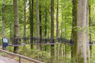 A treetop trail leads through a dense forest, Treewalk, Affenberg Salem, Bodenseekreis, Germany