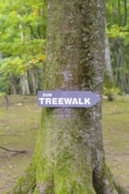 Guide to a treetop trail in the forest, Treewalk, Affenberg Salem, Bodenseekreis, Germany
