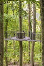 Hanging rope platform between tall trees in a dense forest, Treewalk, Affenberg Salem,