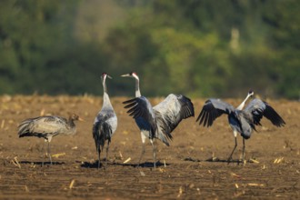 Four cranes in a field, two with wings spread wide, ready to fly, crane (Grus grus) wildlife,